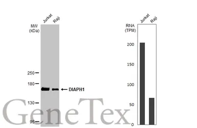Anti-DIAPH1 antibody [C2C3], C-term used in Western Blot (WB). GTX102057