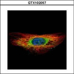 Anti-DIAPH1 antibody [C2C3], C-term used in Immunocytochemistry/ Immunofluorescence (ICC/IF). GTX102057