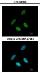 Anti-TAP antibody [C2C3], C-term used in Immunocytochemistry/ Immunofluorescence (ICC/IF). GTX102063