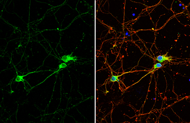 Anti-beta Tubulin 4 antibody used in Immunocytochemistry/ Immunofluorescence (ICC/IF). GTX102095