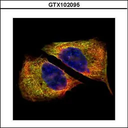 Anti-beta Tubulin 4 antibody used in Immunocytochemistry/ Immunofluorescence (ICC/IF). GTX102095