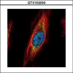 Anti-TRIM27 antibody used in Immunocytochemistry/ Immunofluorescence (ICC/IF). GTX102098