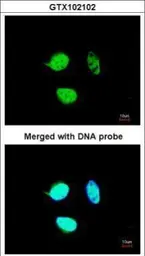Anti-NULP1 antibody [C1C3] used in Immunocytochemistry/ Immunofluorescence (ICC/IF). GTX102102