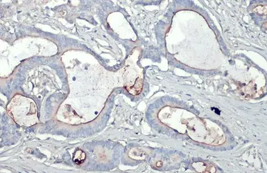 Anti-CD133 antibody [N1C1] used in IHC (Paraffin sections) (IHC-P). GTX102109