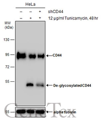 Anti-CD44 antibody used in Western Blot (WB). GTX102111