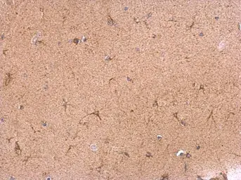 Anti-VAMP1 antibody used in IHC (Paraffin sections) (IHC-P). GTX102127