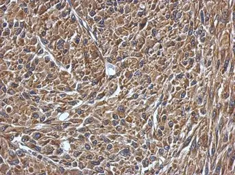 Anti-VAMP1 antibody used in IHC (Paraffin sections) (IHC-P). GTX102127