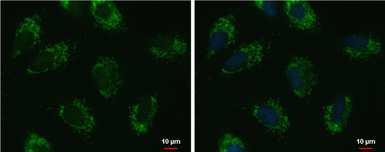 Anti-UQCRFS1 antibody [N1C3] used in Immunocytochemistry/ Immunofluorescence (ICC/IF). GTX102150