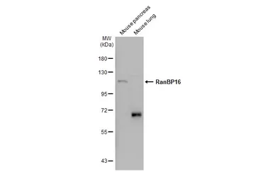 Anti-RanBP16 antibody [C2C3], C-term used in Western Blot (WB). GTX102166