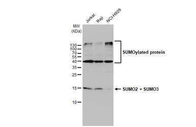 Anti-SUMO2 + SUMO3 antibody used in Western Blot (WB). GTX102190