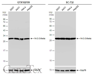 Anti-14-3-3 theta antibody used in Western Blot (WB). GTX102199
