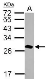 Anti-14-3-3 theta antibody used in Western Blot (WB). GTX102199