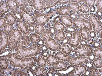 Anti-NDUFV1 antibody [N3C3] used in IHC (Paraffin sections) (IHC-P). GTX102209
