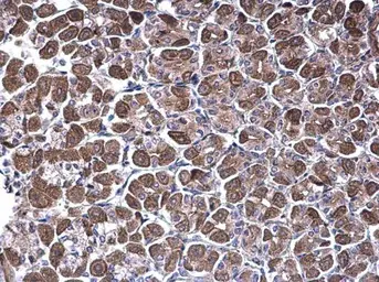 Anti-NDUFV1 antibody [N3C3] used in IHC (Paraffin sections) (IHC-P). GTX102209