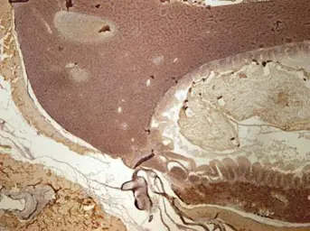 Anti-NDUFV1 antibody [N3C3] used in IHC (Paraffin sections) (IHC-P). GTX102209