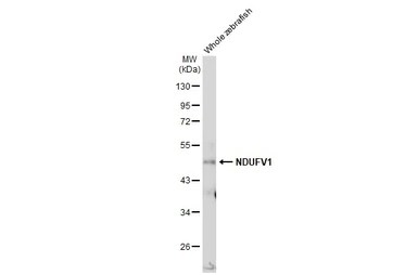 Anti-NDUFV1 antibody [N3C3] used in Western Blot (WB). GTX102209
