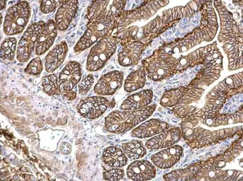 Anti-PKD2 antibody [C1C3] used in IHC (Paraffin sections) (IHC-P). GTX102212