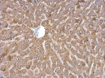 Anti-WDR1 antibody used in IHC (Paraffin sections) (IHC-P). GTX102214