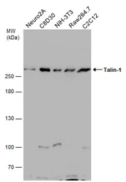 Anti-Talin-1 antibody [C3], C-term used in Western Blot (WB). GTX102215