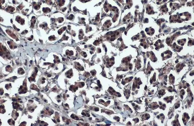 Anti-XBP1 antibody [N3C3] used in IHC (Paraffin sections) (IHC-P). GTX102229