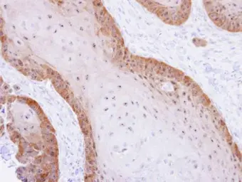 Anti-XBP1 antibody [N3C3] used in IHC (Paraffin sections) (IHC-P). GTX102229