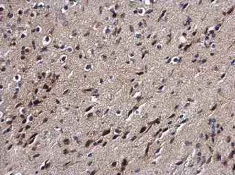 Anti-DPF2 antibody used in IHC (Paraffin sections) (IHC-P). GTX102235