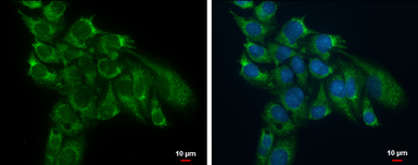 Anti-TSFM antibody used in Immunocytochemistry/ Immunofluorescence (ICC/IF). GTX102238
