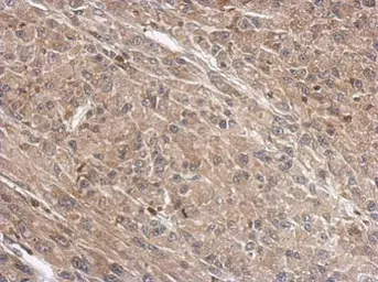 Anti-WDR1 antibody used in IHC (Paraffin sections) (IHC-P). GTX102247