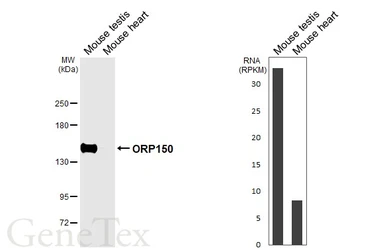 Anti-ORP150 antibody [C2C3], C-term used in Western Blot (WB). GTX102255
