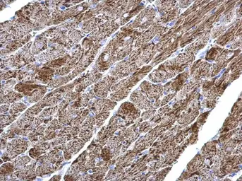Anti-NDUFV2 antibody used in IHC (Paraffin sections) (IHC-P). GTX102259