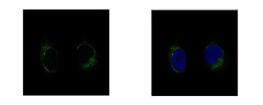 Anti-GCP2 antibody [N1N2], N-term used in Immunocytochemistry/ Immunofluorescence (ICC/IF). GTX102281