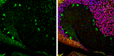 Anti-Aldolase C antibody [N1C1] used in IHC (Frozen sections) (IHC-Fr). GTX102284