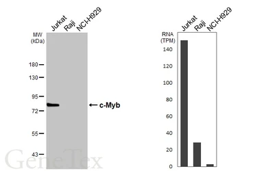 Anti-c-Myb antibody [N2C1], Internal used in Western Blot (WB). GTX102305