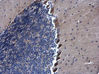 Anti-AHA-1 antibody [N1C1] used in IHC (Paraffin sections) (IHC-P). GTX102312