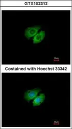 Anti-AHA-1 antibody [N1C1] used in Immunocytochemistry/ Immunofluorescence (ICC/IF). GTX102312