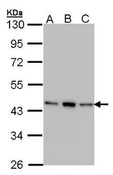 Anti-AHA-1 antibody [N1C1] used in Western Blot (WB). GTX102312