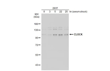 Anti-CLOCK antibody [C2C3], C-term used in Western Blot (WB). GTX102318