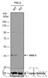 Anti-AHA-1 antibody [N2C3] used in Western Blot (WB). GTX102321