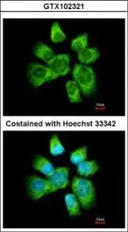 Anti-AHA-1 antibody [N2C3] used in Immunocytochemistry/ Immunofluorescence (ICC/IF). GTX102321