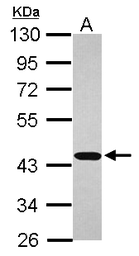 Anti-AHA-1 antibody [N2C3] used in Western Blot (WB). GTX102321