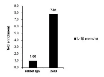 Anti-RelB antibody used in ChIP assay (ChIP assay). GTX102333