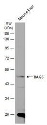 Anti-BAG5 antibody [N1N3] used in Western Blot (WB). GTX102356