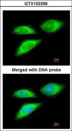 Anti-BAG5 antibody [N1N3] used in Immunocytochemistry/ Immunofluorescence (ICC/IF). GTX102356