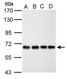 Anti-Nucleoporin p62 antibody used in Western Blot (WB). GTX102359