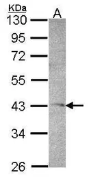 Anti-DRAK1 antibody [C1C3] used in Western Blot (WB). GTX102375