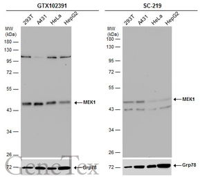 Anti-MEK1 antibody used in Western Blot (WB). GTX102391