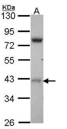 Anti-DRAK1 antibody [N1C1] used in Western Blot (WB). GTX102394