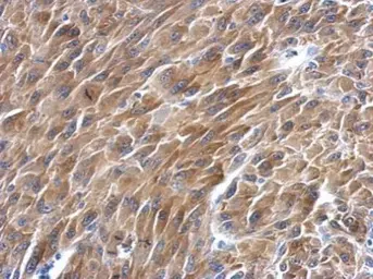 Anti-BAG2 antibody used in IHC (Paraffin sections) (IHC-P). GTX102406