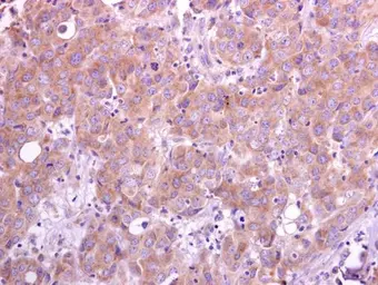 Anti-TRAF5 antibody [N1N3] used in IHC (Paraffin sections) (IHC-P). GTX102415