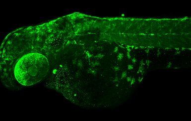 Anti-Tyrosine Hydroxylase antibody [N1C1] used in IHC (Whole mount) (IHC-Wm). GTX102424